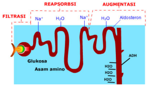 Darah masuk ke ginjal melalui arteri ginjal, kemudian menuju ke glomerulus untuk disaring. Proses Dan Faktor Yang Memengaruhi Pembentukan Urin Mikirbae Com