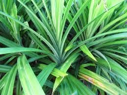 Kerajinan bahan keras dibuat dari bahan dasar yang sifat fisiknya keras. Contoh Contoh Kerajinan Dari Serat Alam Kursus Menjahit