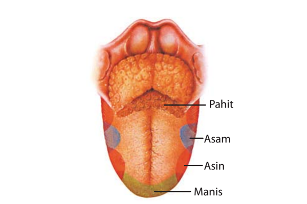 Mikrovili berfungsi sebagai tempat menerima rangsang pengecapan. Pras Academy Sd Lidah Indra Pengecap