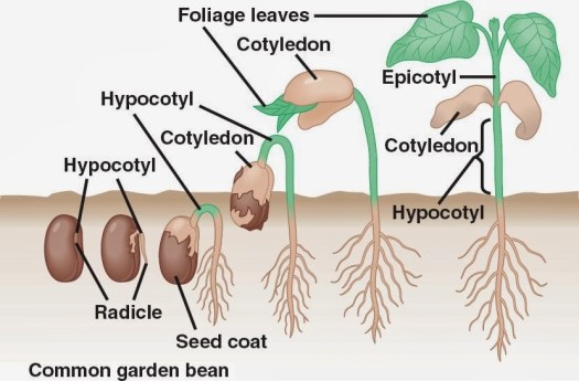 Gambar berikut menunjukkan tanaman buncis pada tahap pertumbuhan yang berbeda. Kunci Jawaban Gambar Berikut Menunjukkan Tanaman Buncis Pada Tahap Pertumbuhan Yang Berbeda Urutan Tahapan Pertumbuhan Yang Benar Adalah Rofa Education Centre