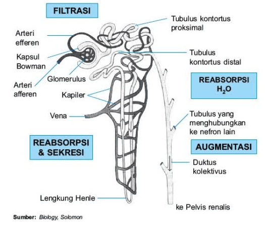 Terdapat pada urine primer dimana terjadi reabsorpsi tergantung dengan. Proses Pembentukan Urine Materi Dan Tugas