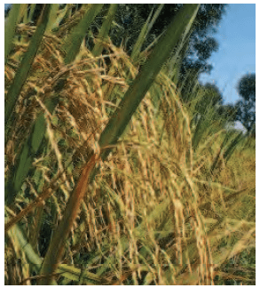 Pemerolehan benih tanaman atau bibit hewan bermutu dapat dilakukan melalui kegiatan penemuan dan/atau perakitan varietas atau galur unggul dan/atau . Pras Academy Smp Penerapan Pewarisan Sifat Pada Pemuliaan Tumbuhan Dan Hewan