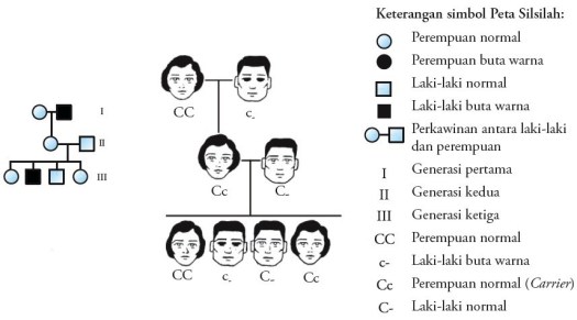 Saat anak masih bayi, orangtua tentu menebak sifat siapa yang akan diturunkan pada dirinya. Hereditas Manusia