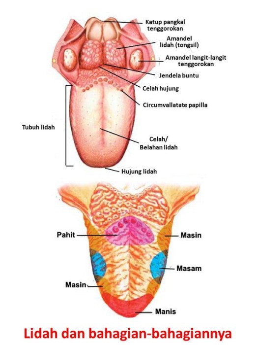 Semua bagian lidah bisa menerima rangsangan rasa. Sistem Alat Indera Pada Manusia Lengkap Mata Hidung Telinga Mulut Kulit Penyakit Atau Gangguan Pada Alat Indera Sense Organ Berbagaireviews Com