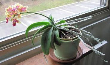 Contoh gerak tumbuhan berikut yang bukan merupakan contoh dari gerak nasti adalah…. 30 Soal Pilgan Sistem Gerak Tumbuhan Dan Pembahasan Muttaqin Id