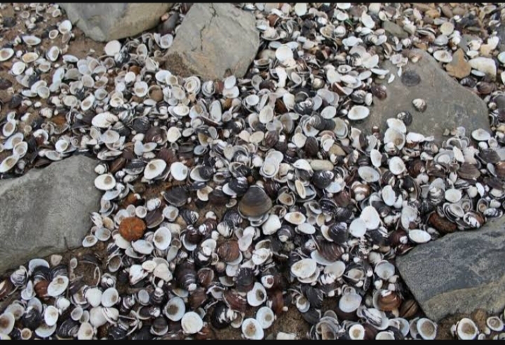 Perkembangan zaman batu yang bisa disebut penting dalam kehidupan manusia adalah neolitikum atau zaman batu baru. KEHIDUPAN MANUSIA PRAAKSARA DI INDONESIA - Dunia Sejarah