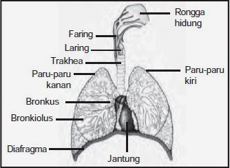 Karena pertanyaan mengacu lebih kepada bagian sebelum paru . Dari Trakea Udara Pernapasan Masuk Ke Dalam Apa