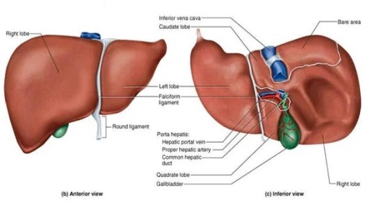 Untuk mengeluarkan zat sisa metabolisme tubuh berupa urine. Sahabat Sains Materi Kelas Ix