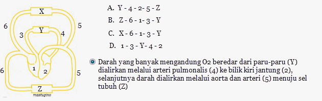 View kd 5 peredaran darah manusia.docx from biology 12 at sman 1 malang. Kelas Pak Teha Peredaran Darah Manusia
