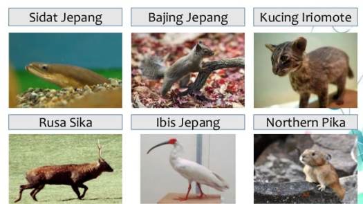 View Posisi Geologi Di Jepang Yang Berada Pada Ring Of Fire Menyebabkan Wilayah Jepang
Pictures