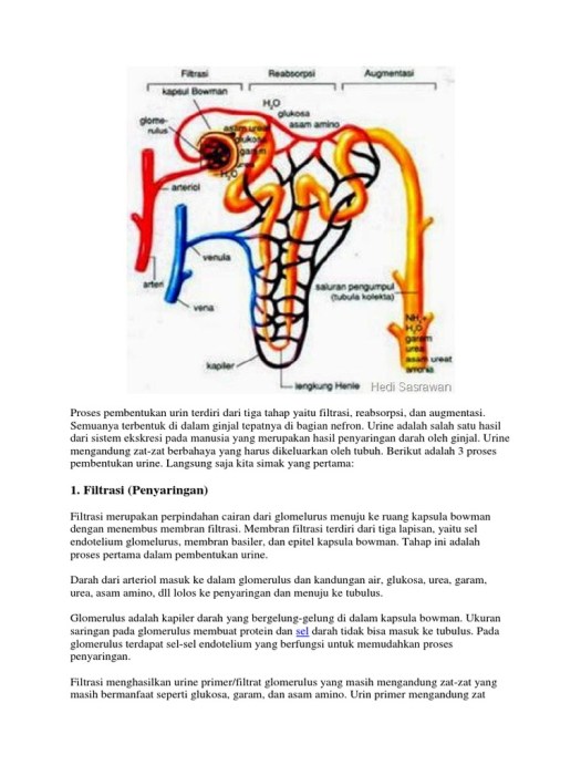 View Urine Primer Merupakan Hasil Dari Proses Pembentukan Urine Pada Tahap
&nbsp;PNG