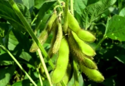 Kacang tanah (arachis hypogea) atau groundnuts merupakan sejenis tanaman . Tanaman Pangan Jenis Ciri Umur Varietas Dan Bagian Yang Dimakan Ilmucerdasku