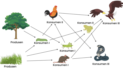 36+ Apa Perbedaan Antara Rantai Makanan Dan Jaring-Jaring Makanan
&nbsp;Pics
