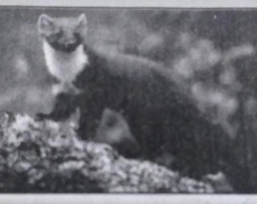 Download Vivipar Adalah Sebutan Untuk Hewan Yang Berkembang Biak Dengan Cara
Background