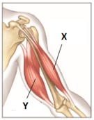 Get Organ Tubuh Manusia Yang Berfungsi Memompa Darah Keseluruh Tubuh Adalah&nbsp;PNG