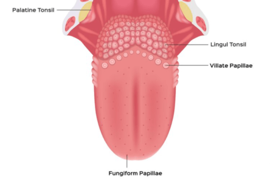 30+ Beserta Fungsinya Bagian Lidah Yang Berfungsi Untuk Menerima Rangsang Rasa Asin Adalah&nbsp;Pictures