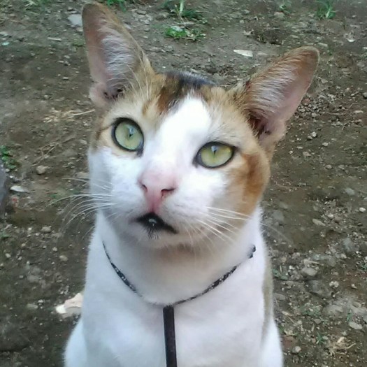 46+ Sebutkan Hal-Hal Yang Perlu Dihindari Dalam Jalan Cepat
Images