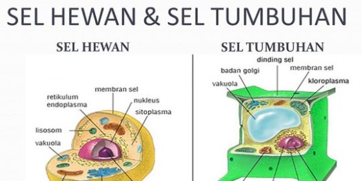 28+ Sel Tumbuhan Berbeda Dengan Sel Hewan Sebab Sel Hewan Tidak Mempunyai
&nbsp;Gif