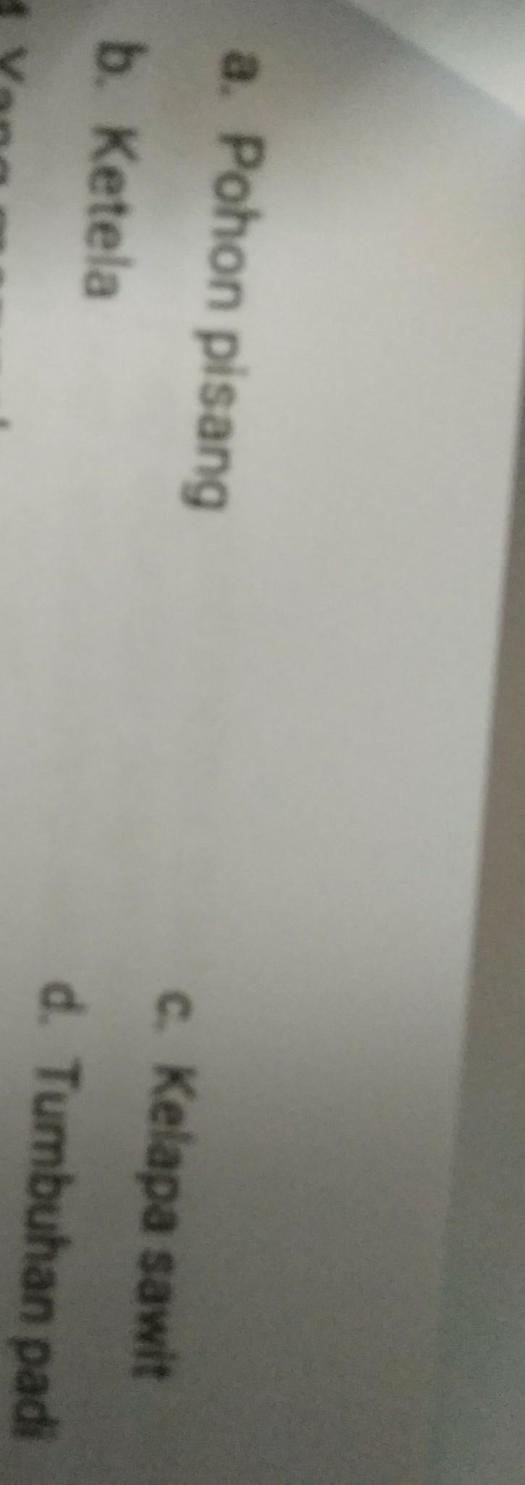 Get Contoh Tumbuhan Yang Dapat Digunakan Sebagai Bahan Bakar Bio Adalah
&nbsp;Images