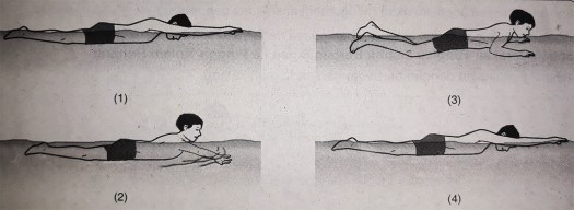 15+ Teknik Gerakan Kaki Yang Benar Pada Renang Gaya Dada Adalah
&nbsp;PNG