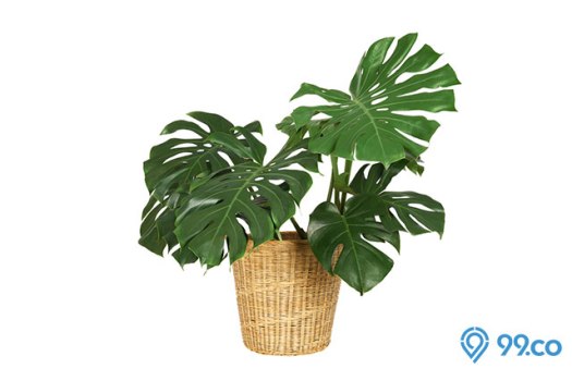 View Jenis Tanaman Yang Paling Banyak Digunakan Sebagai Ragam Hias Adalah
&nbsp;Background