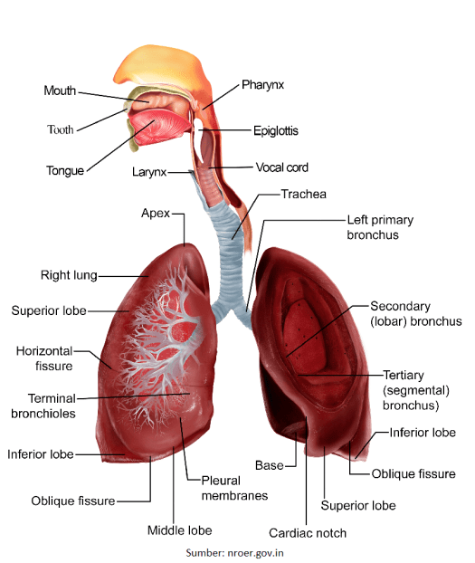 45+ Proses Pengambilan Gas Oksigen Oleh Darah Dalam Tubuh Manusia Terjadi Di
&nbsp;Gif
