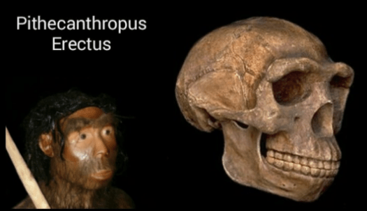 Fosil manusia purba berupa pithecanthropus erectus ditemukan di trinil oleh. Manusia Purba Pithecanthropus Erectus Pengertian Gambar Penemu Triks12