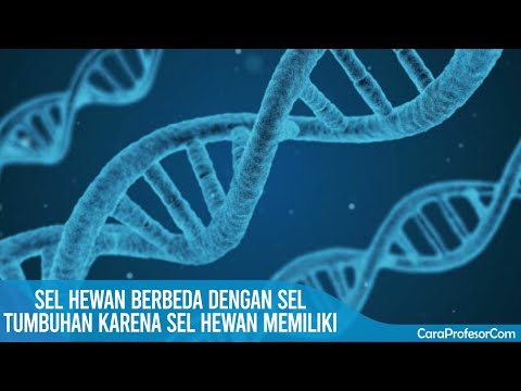 Download Sel Hewan Berbeda Dengan Sel Tumbuhan Karena Sel Hewan Memiliki
PNG