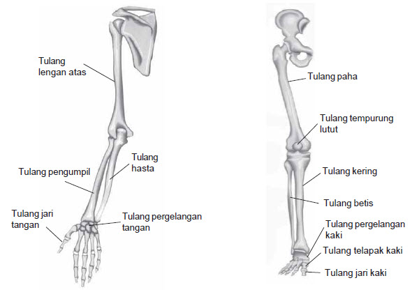 Pada anatomi tulang manusia, telapak tangan terdiri dari bagian bawah tangan. Bagian Rangka Manusia Lengkap Beserta Penjelasannya Kampung Ilmu Artikel Motivasi Motivasi Belajar Materi Pelajaran