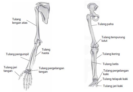 Pada anatomi tulang manusia, telapak tangan terdiri dari bagian bawah tangan. Bagian Rangka Manusia Lengkap Beserta Penjelasannya Kampung Ilmu Artikel Motivasi Motivasi Belajar Materi Pelajaran