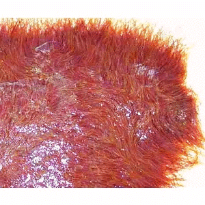 View Pakan Favorit Ikan Cupang Benih Biasanya Digunakan Pakan Alami Berupa
&nbsp;Images