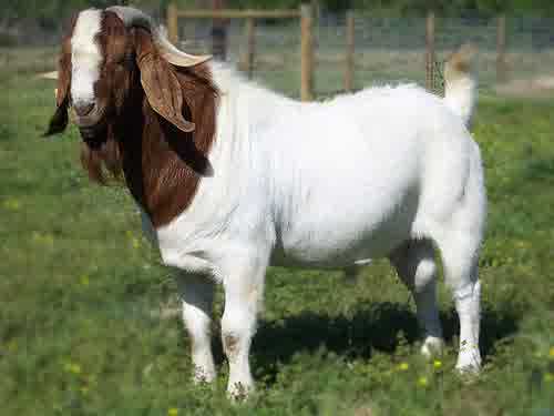 Download Hewan Domba Diambil Bulunya Untuk Diolah Menjadi Serat Tekstil Yaitu
Pictures