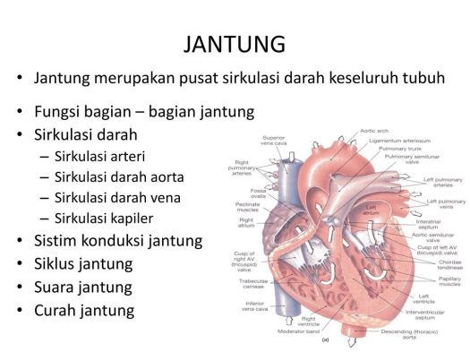 36+ Bagian Jantung Yang Berfungsi Menerima Darah Dari Seluruh Tubuh Adalah&nbsp;Images