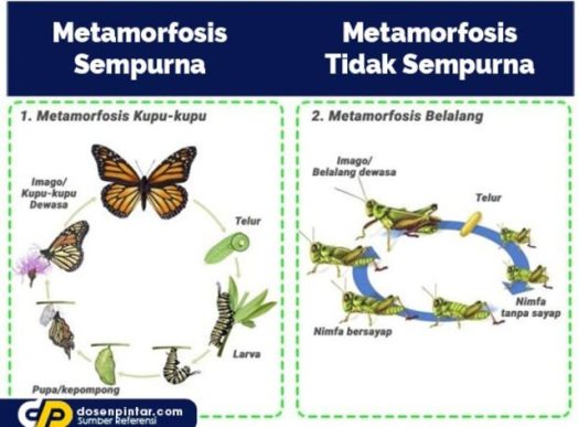 Download Tahapan Metamorfosis Kupu-Kupu Yang Sering Merugikan Para Petani Adalah&nbsp;Gif