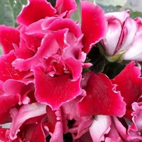 10+ Lembaga Sosial Yang Terbentuk Dalam Masyarakat Melalui Ikatan Perkawinan Disebut Lembaga
Background