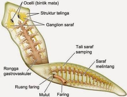 13+ Apa Yang Akan Terjadi Bila Planaria Dipotong Pada Bagian Tengah Tubuh Melintang
&nbsp;Images