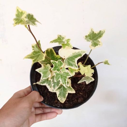 Download Apakah Yang Pertama Kali Harus Dilakukan Untuk Membuat Pot Gantung
Gif