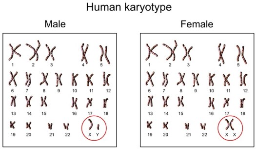 25+ Pernyataan Tentang Kromosom Dna Dan Inti Sel Yang Benar Adalah Brainly&nbsp;Pics
