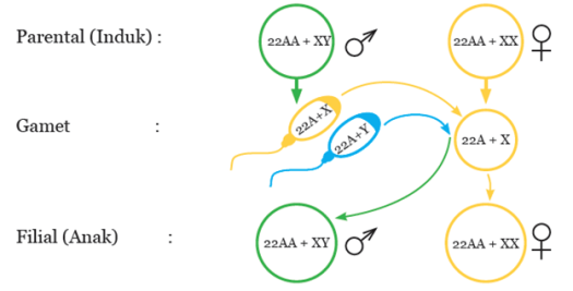 Get Molekul Pada Materi Genetika Yang Mendasari Pewarisan Sifat Makhluk Hidup Yaitu
&nbsp;PNG