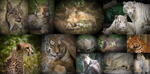 11+ Pengelompokan Makhluk Hidup Ke Dalam Lima Kingdom Yang Tepat Adalah
&nbsp;Pics