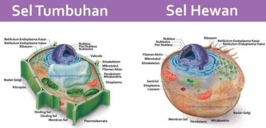 Download Sekumpulan Sel Yang Memiliki Bentuk Dan Fungsi Yang Sama Disebut
&nbsp;Pics