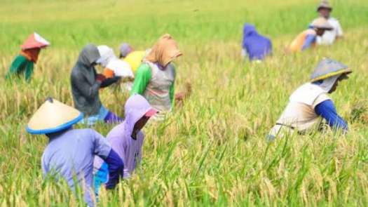 Download Sebagai Negara Agraris Maka Penduduk Indonesia Banyak Bekerja Di Bidang
&nbsp;Gif