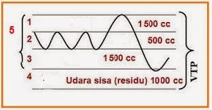 29+ Berapakah Volume Udara Residu Yang Terdapat Dalam Paru-Paru
&nbsp;Background