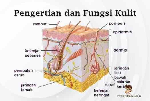 50+ Bagian Kulit Yang Berperan Untuk Menyimpan Lemak Adalah Lapisan Kulit
&nbsp;Background