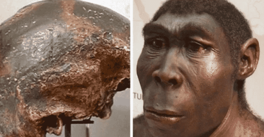 19+ Fosil Manusia Purba Berupa Pithecanthropus Erectus Ditemukan Di Trinil Oleh
&nbsp;Images