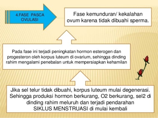 45+ Proses Meluruhnya Sel Sel Epitel Yang Menyusun Dinding Rahim Disebut
Background