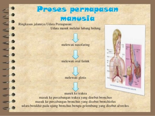 Get Berikut Ini Merupakan Jalannya Udara Pada Sistem Pernapasan Manusia Yang Benar Adalah …. *&nbsp;Background