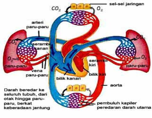 29+ Cara Yang Benar Untuk Menjaga Kesehatan Alat Peredaran Darah Adalah
&nbsp;Background