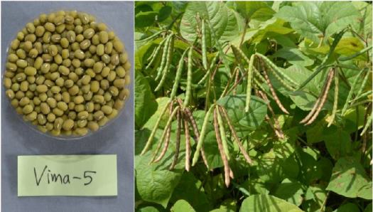 42+ Kedelai, Kacang Tanah, Dan Kacang Hijau Merupakan Tanaman Pangan Jenis
&nbsp;Pictures