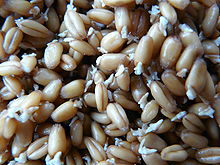 View Bahan Serealia Yang Merupakan Bahan Utama Pembuatan Tepung Terigu Adalah&nbsp;Pics